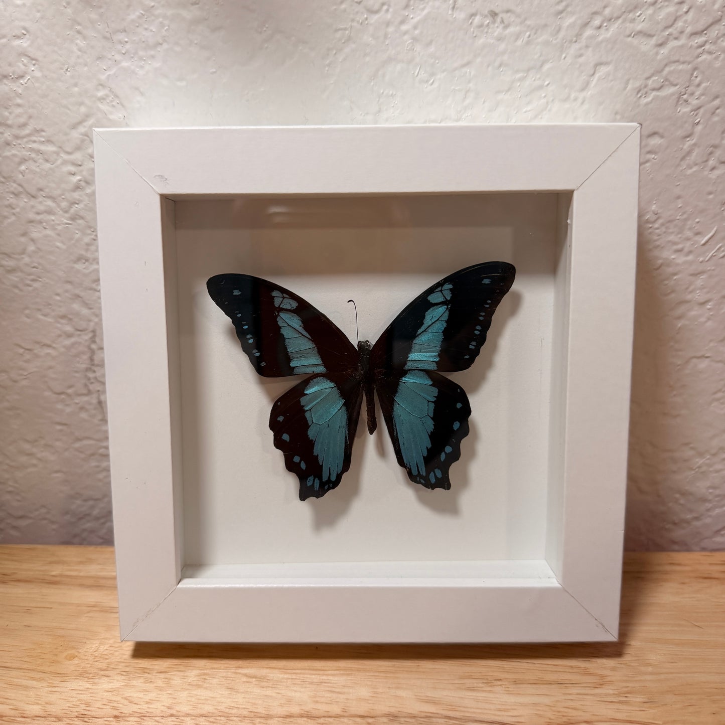 Swallowtail Butterfly (Papilio bromius) – Framed Natural Specimen – 5x5 Shadow Box