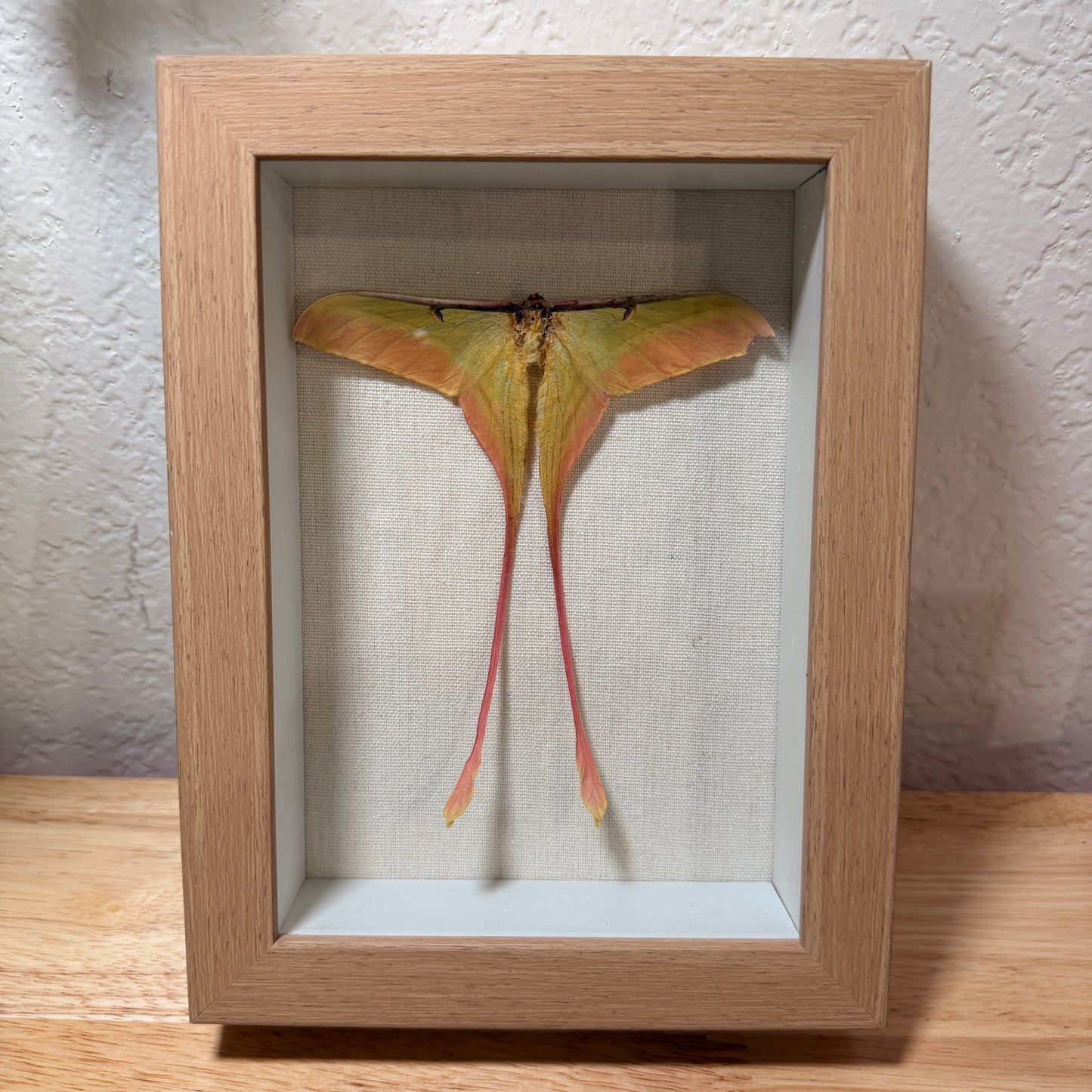 *RARE* Chinese Moon Moth – Framed Natural Specimen – 5x7 Shadow Box