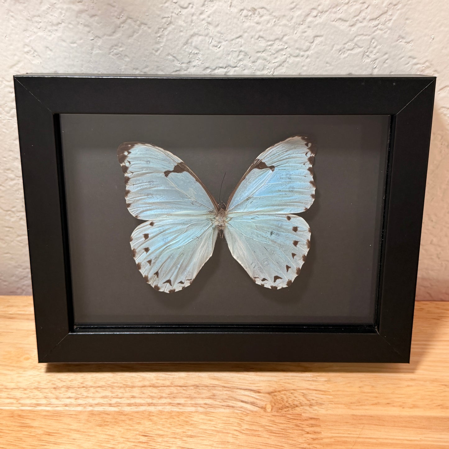 Morpho Luna Butterfly – Framed Natural Specimen – 5x7 Shadow Box