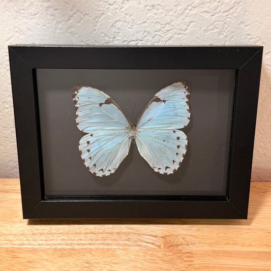 Morpho Luna Butterfly – Framed Natural Specimen – 5x7 Shadow Box
