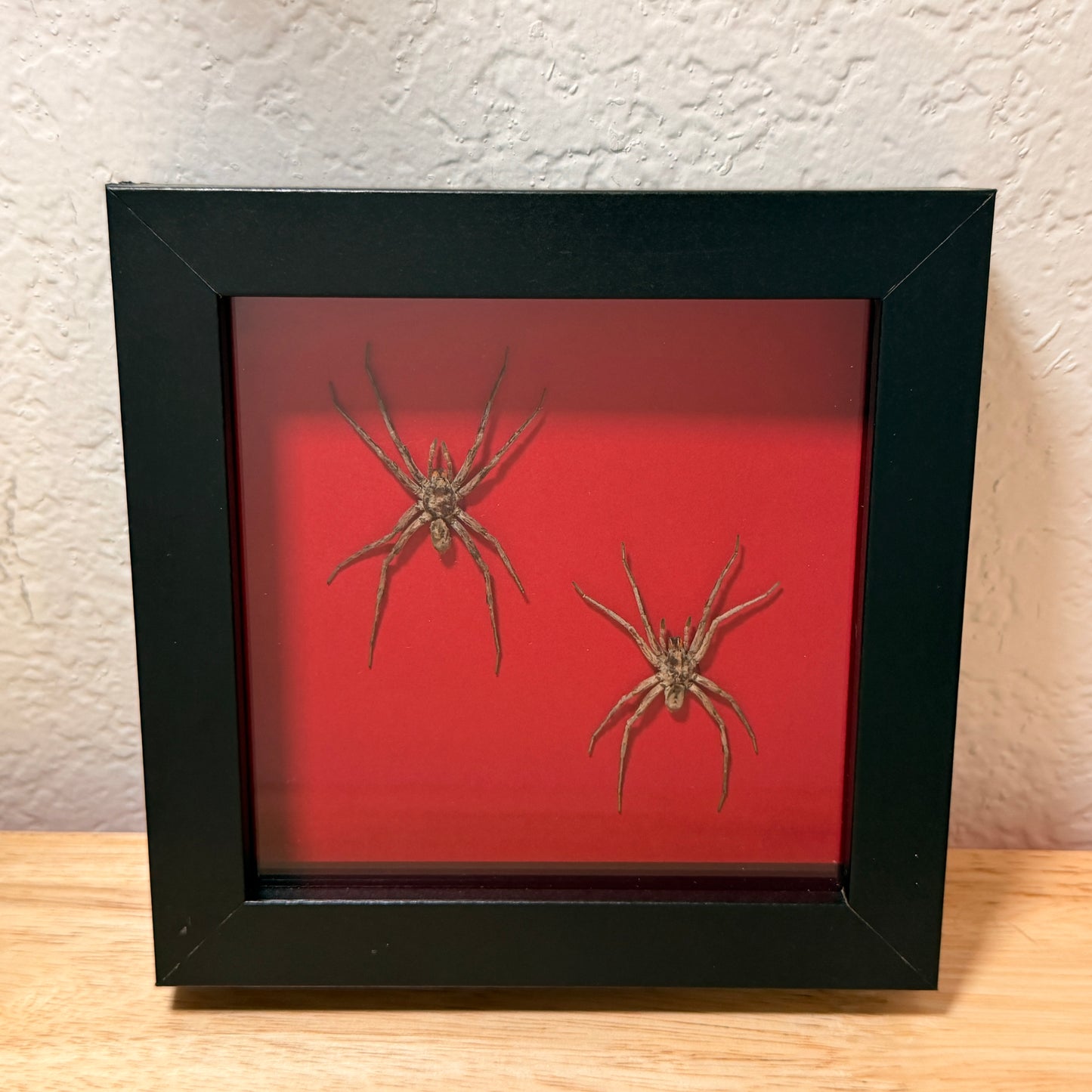 Wolf Spider – Framed Natural Specimen – 5x5 Shadow Box