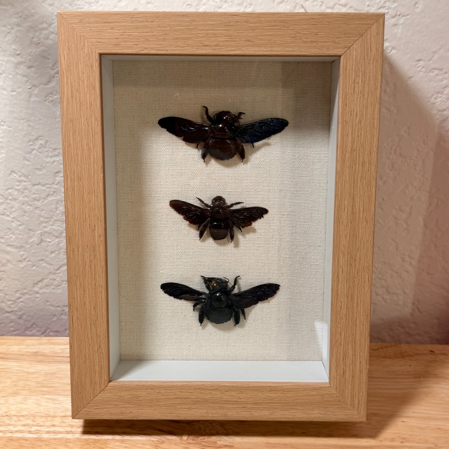 Carpenter Bees – Framed Natural Specimen – 5x7 Shadow Box
