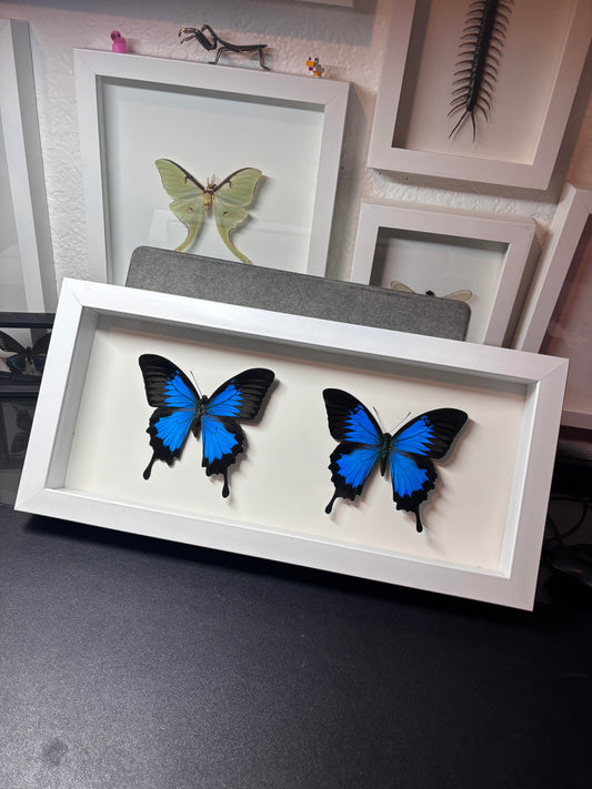 Double Papilio Ulysses Frame