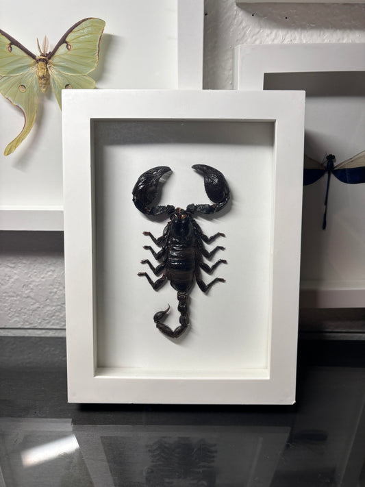 Real Emperor Scorpion