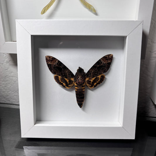 Real Death's-head Hawkmoth Frame