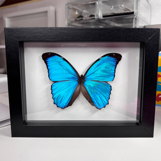 Real Framed Butterfly