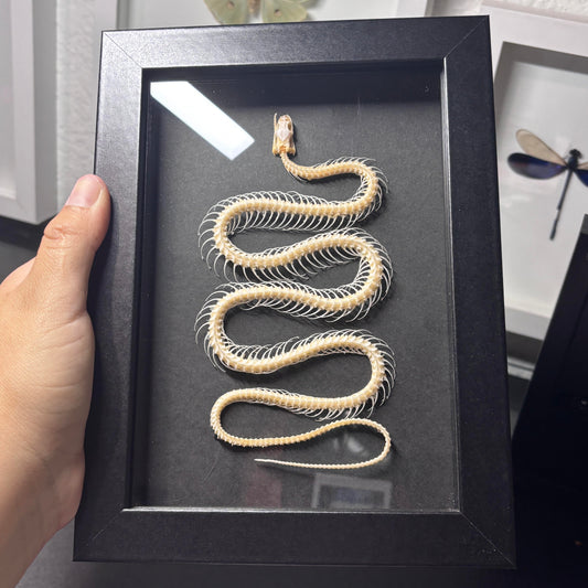 Real Framed Snake Skeleton