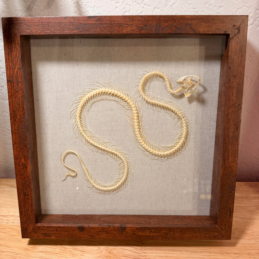 Pit Viper Skeleton – Framed Natural Specimen – 8x8