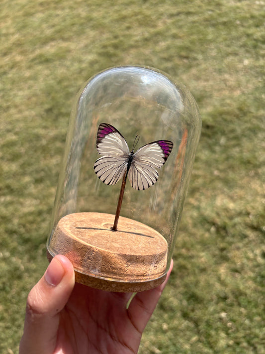 Purple Tip Butterfly Cloche Dome